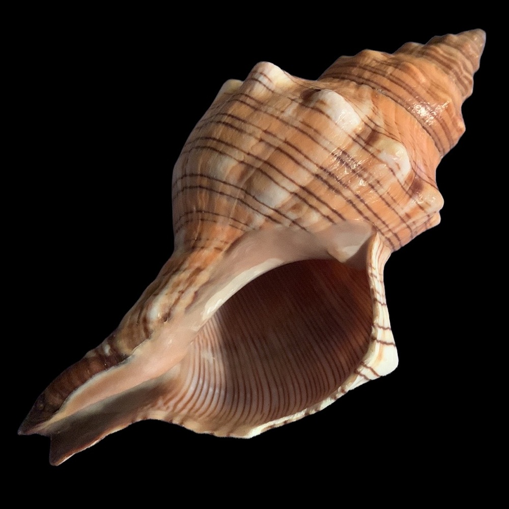 SALE!! ⚡️host pick⚡️Striped Fox conch. Tank acquarium